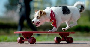 Is Your Dog a Genius? This Test May Have the Answer