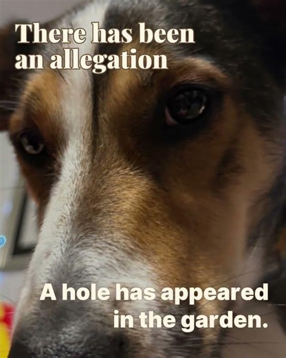 Case File: The Digging Incident 🤨 #welshsheepdog #shorts