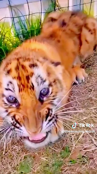 These are the cutest animals in nature. #amazing #world #beautiful #wonderful #nature #life #love #lionking #cute #lion #lions #guepardo #cheetah #jaguar