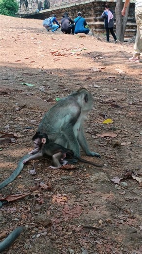 Adorable movement of a baby monkey and her mom 😍