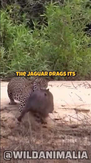 Epic Jaguar Hunt: A CAPYBARA's Unexpected Encounter