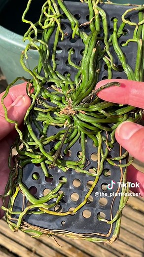 Leafless Orchid Care Guide: How to Care for Chiloschista Orchid