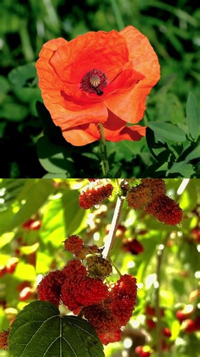Did you know roses have a unique color in their petals? 🌸