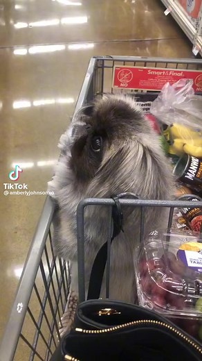 He wants the duck 🐥🥹 This viral Pekingese baby has gained 40.9M views on tiktok for his cuteness! Tiktok credits to the owner. #dog #pekingese #pekingeselove #petsofinstagram #dogslife #dogreels #puppylife #dogreelsfb #puppies #puppylove #puppy | Pekingese Lovers Philippines