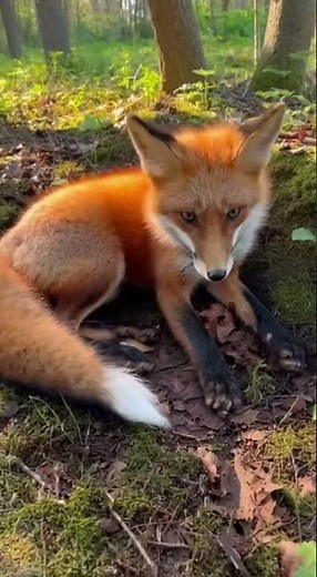 I Rescued a Trapped Baby Fox 🦊 Emotional Wildlife Rescue & Return to the Wild