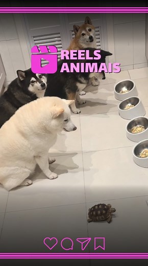 A tutora Yoko compartilhou um momento de pura sintonia entre seus pets: seus cachorrinhos e a tartaruga Momotaro esperam juntos o momento da refeição para comerem lado a lado. A cena, embalada por uma trilha divertida, transmite a paciência, união e amizade entre espécies. 💛 👉 E você? Já viu uma amizade tão fofa assim? #reelsanimais #momentoanimal #amizadeentreanimais #petsdainternet #cenafofa #animais #animal #animals #dog #dogs #doglover #doglovers #turtle #viral #videoviral 📹 Divulgação: S