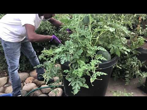 How To Grow Sugar Baby watermelon