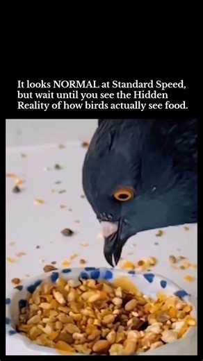 Bird Eating in Slow Motion