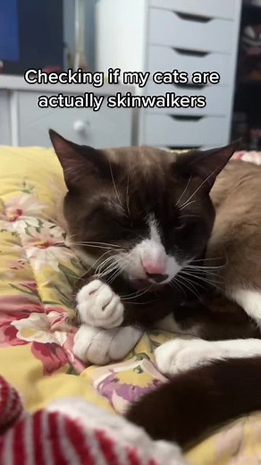 How to Identify Skinwalker Cats: Signs and Tests
