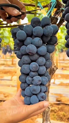 no uses esto si no querés que tu planta se llene de frutos #fertilizantenatural #plantasfrutales #abonocasero #jardineríaecológica #plantassanas | Tu Jardin en Casa.ok