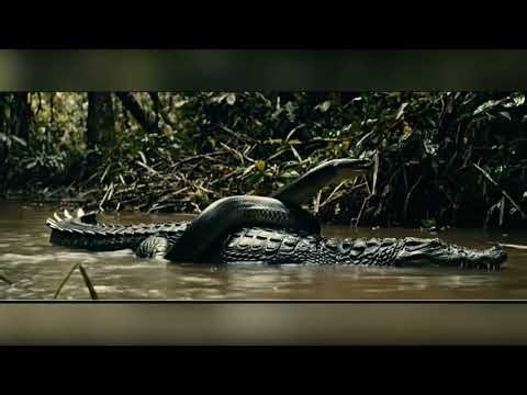 Watch how a crocodile survives 3 giant snakes attack in the wild. #nature #wildlife #animals #animal