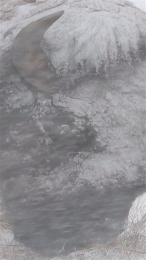 Our old friend the ice bison endures an incredible storm in Yellowstone National Park. #outdoors #nature #animals | Michael Hodges, Author