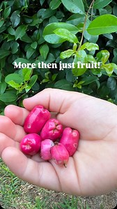 Lilli pilli - great for fruit and hedges. Come learn as I share you the variety’s and flavours. | Bush to Bowl