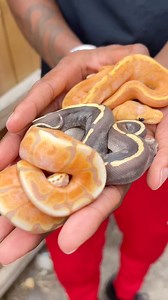 9.3K views · 221 reactions | These colors  are CRAZY! #ballpythons w/ @jayytingle *****************#ballpythons #babyballpythons #pythonregius #jayytingle #jaytingle #brianbarczyk #bhbreptiles #hatchlings #unusualpets #genetics #morphs #royalpython #bhb #pythons #reptiles #ballpythonbreeder #snakebreeder #snake #snakes #pets #pet | BHB Reptiles | Facebook