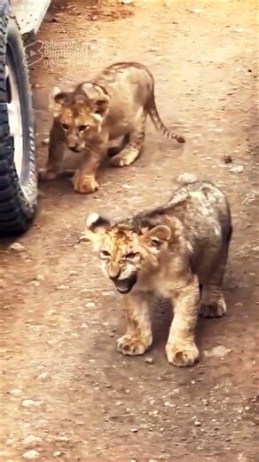 TOO CUTE! Two Round-Bellied Lion Cubs Let Out Tiny Roars 🦁