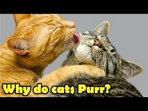 Uncovering the Secret: Why Cats Purr!