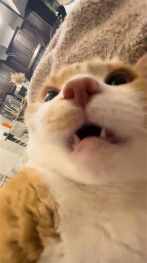 Mango's Struggle for Musical Freedom