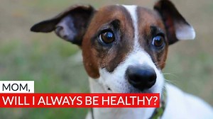 59K views · 41 reactions | Your dog can't tell you if they're sick - but a dog DNA test can help. Use code HEALTHYDOG for $20 off your dog DNA test. | Embark Vet | Facebook