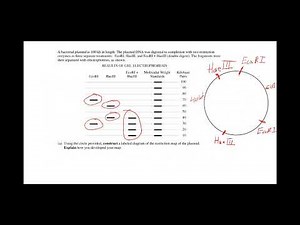 AP Biology Plasmids and Restriction Mapping