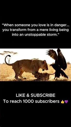Unbelievable! 🤯 Eagle Attacks Lion Cub, Mother Rushes to Save!