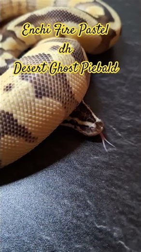 Cool Boy of Ball Python #ballpython #königspython #pythonregius #snake