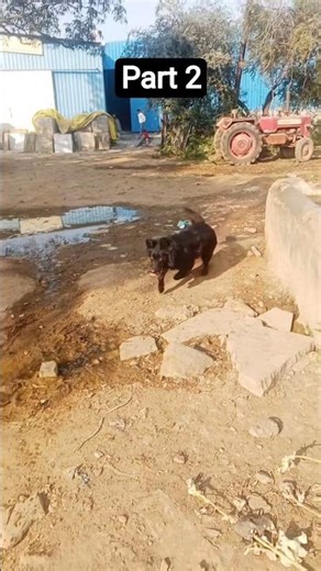 part 2 Rubi aur Jora #dog #cute