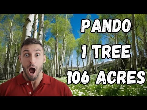 🌍 Pando: Duniya Ka Sabse Bada Jeev