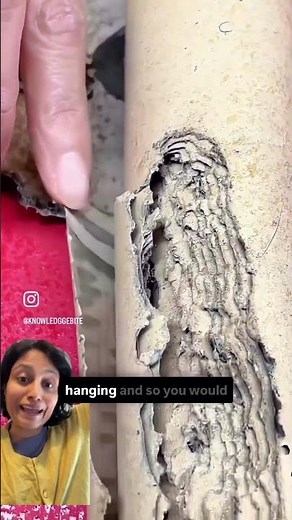 Conservation of Paper: How Conservators Save Fragile Artworks
