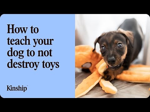 How to Teach Your Dog Not to Destroy Toys