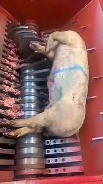 Crusher for mortality and poultry waste rendering plant