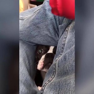 117K views · 1.2K reactions | Funniest Dog Fail Compilation - Funny Pet Videos | Funiest Pets | Facebook