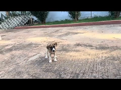 Home Visit: Mangoworm treatment & Removal from Puppy & Mother Dog | educational session for owner