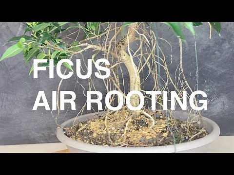 Ficus Bonsai: How to grow aerial roots. Easy bonsai Air rooting for beginners like a Jungle tree