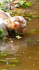 Watch This! Little Monkey Srey Oun Faces Deep Water for the First Time, Making a Bold, Beautiful Jump That Turns Into an Unforgettable and Amazingly Brave Swimming Moment! | Monkey Of Cambodia