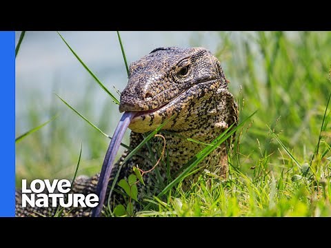 Weird and Beautiful Reptiles In The World | Love Nature