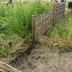 7.2K views · 266 reactions | ⭐️ Rare pygmy hogs released into the...