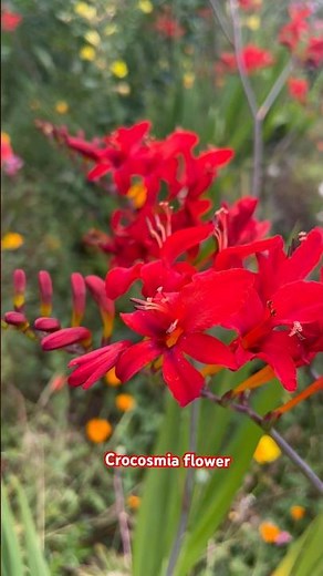 Crocosmia / Lucifer Flower