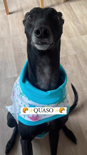 Borzoi vs Greyhound: A Tasty Comparison