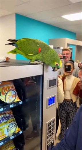 Parrot Breaks the Vending Machine Code
