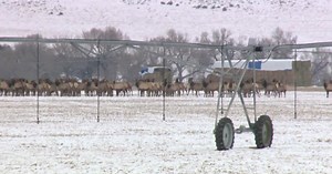 A Wilder View: A look at the elk rut season
