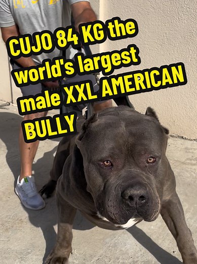 Meet CUJO: The World's Largest Male XXL American Bully