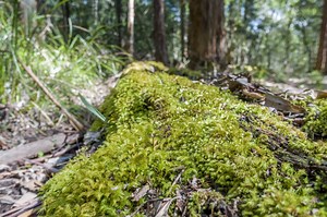 How to Treat Tree Trunk Rot