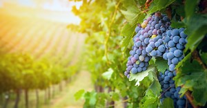 I Am the Vine - Crosswalk the Devotional - May 6 - Daily Devotional