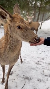 146K views · 4.4K reactions | Imagini spectaculoase surprinse la crescătoria de cerbi Dârmoxa | Odaia Cu Povesti | Facebook