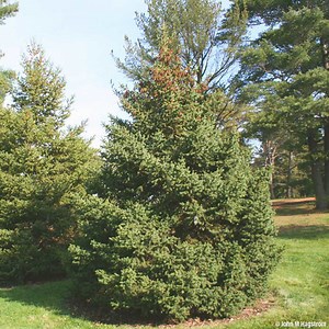 White Spruce