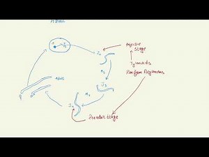 Life Cycle of Plant Parasitic Nematodes.