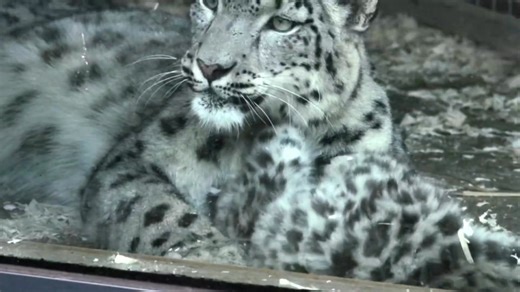 ❄️ Our Snow Leopard conservation programme reached a significant milestone with the birth of Qilian in June 2024. Now nearing adulthood, this weekend is likely to be Qilian’s final opportunity to be seen at the Welsh Mountain Zoo before he moves on as part of the European Endangered Species Programme (EEP), supporting the long-term conservation of this remarkable species. From his early days as a playful cub to the confident young snow leopard he is today, Qilian has captured the hearts of visit