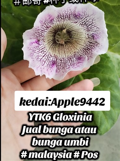 #jualbunga #sellflower #shop #apple9442 #hobi #plant #flowerlovers #followme #garden #johor #readystock #gloxinia #大岩桐 #花 #malaysia #plant #New #出售种球 #开花球