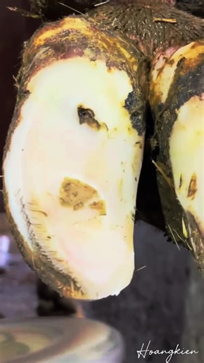 The cow hoof repairman injured his foot. Part 1 | Hoof Restoration