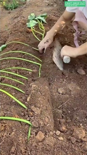 🌱🛠️ Single-Vine Planting with Multiple Rooting Sites